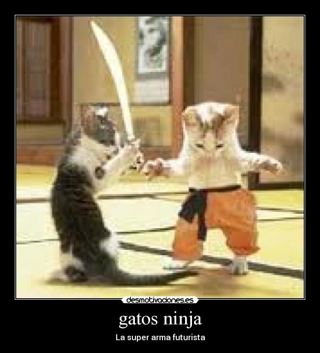 gatos ninja - 
