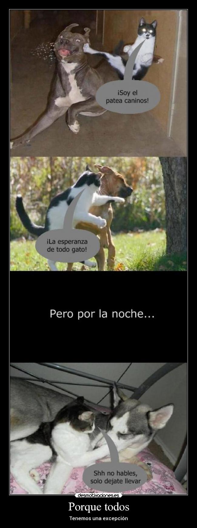 carteles porque todos tenemos una excepcion perro gato desmotivaciones