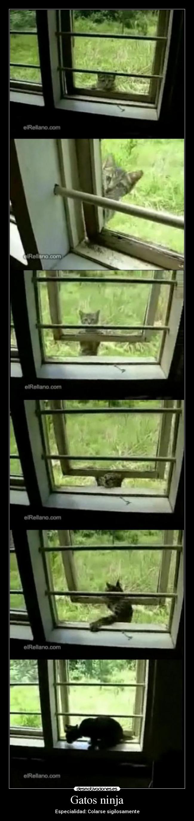 Gatos ninja -