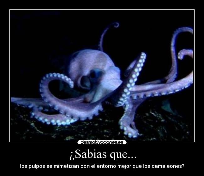¿Sabias que... -