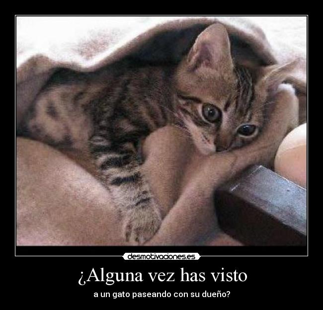 carteles gatos desmotivaciones