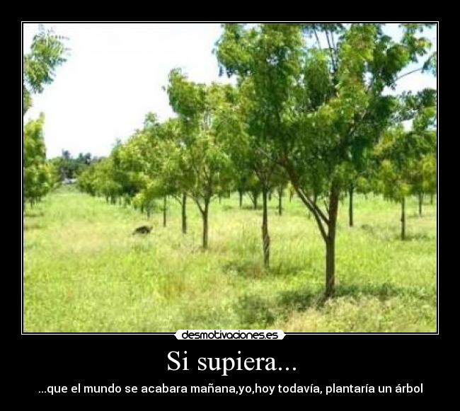 Si supiera... -