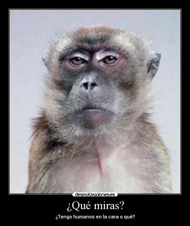 ¿Qué miras? -
