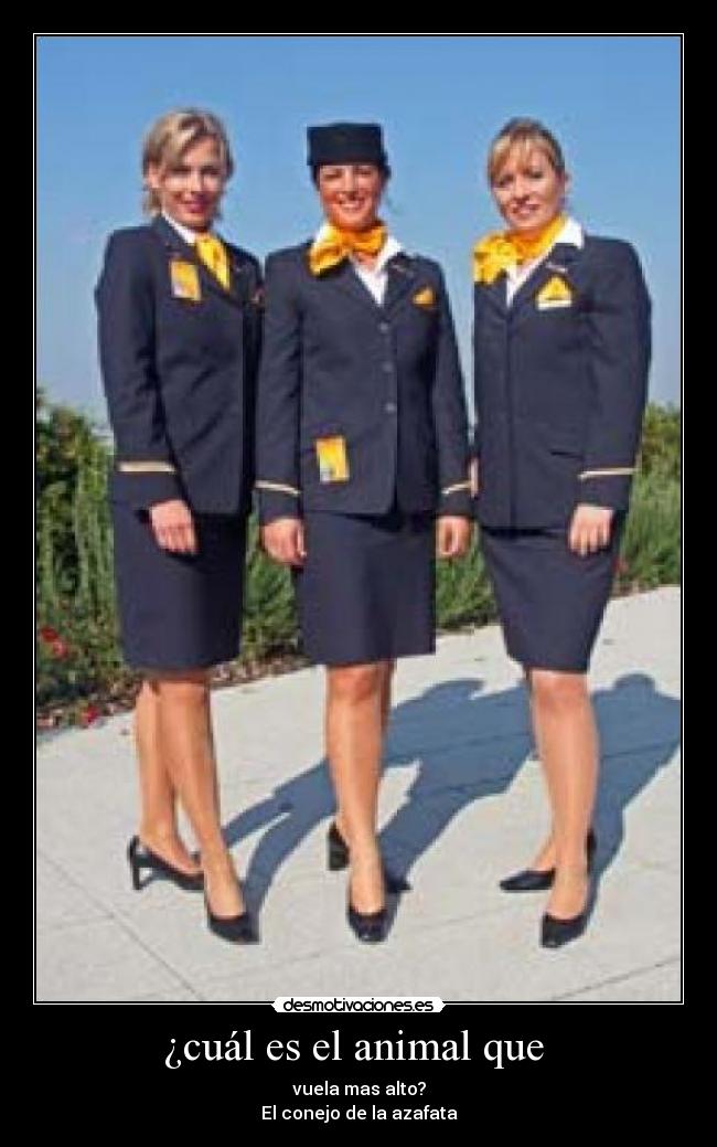 ¿cuál es el animal que - vuela mas alto?
El conejo de la azafata