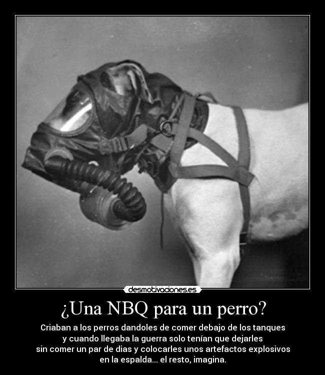 ¿Una NBQ para un perro? - Criaban a los perros dandoles de comer debajo de los tanques
y cuando llegaba la guerra solo tenían que dejarles
sin comer un par de dias y colocarles unos artefactos explosivos
en la espalda... el resto, imagina.