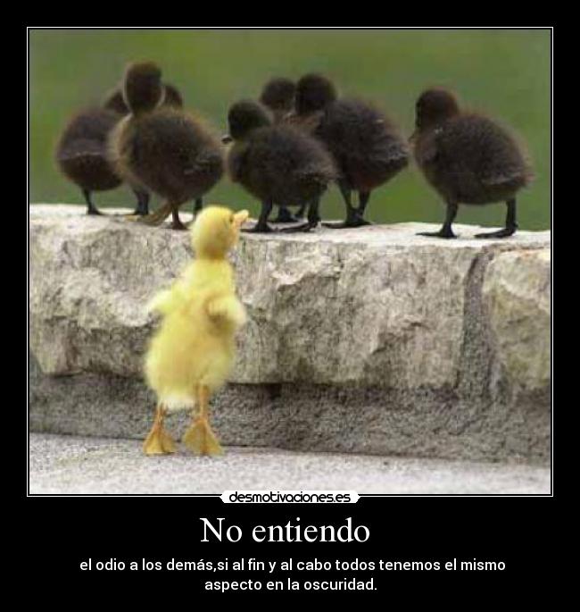 No entiendo -