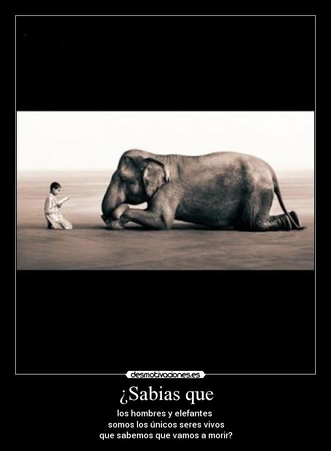 ¿Sabias que - los hombres y elefantes 
somos los únicos seres vivos
que sabemos que vamos a morir?