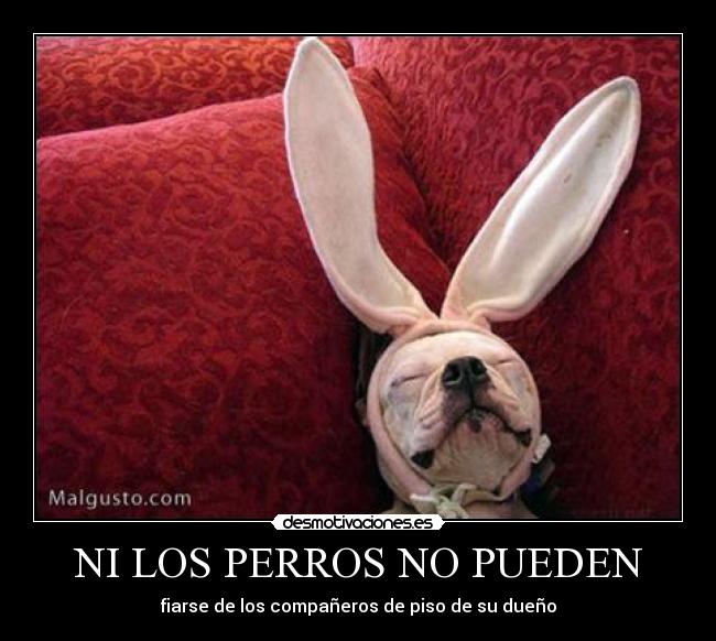 NI LOS PERROS NO PUEDEN - fiarse de los compañeros de piso de su dueño