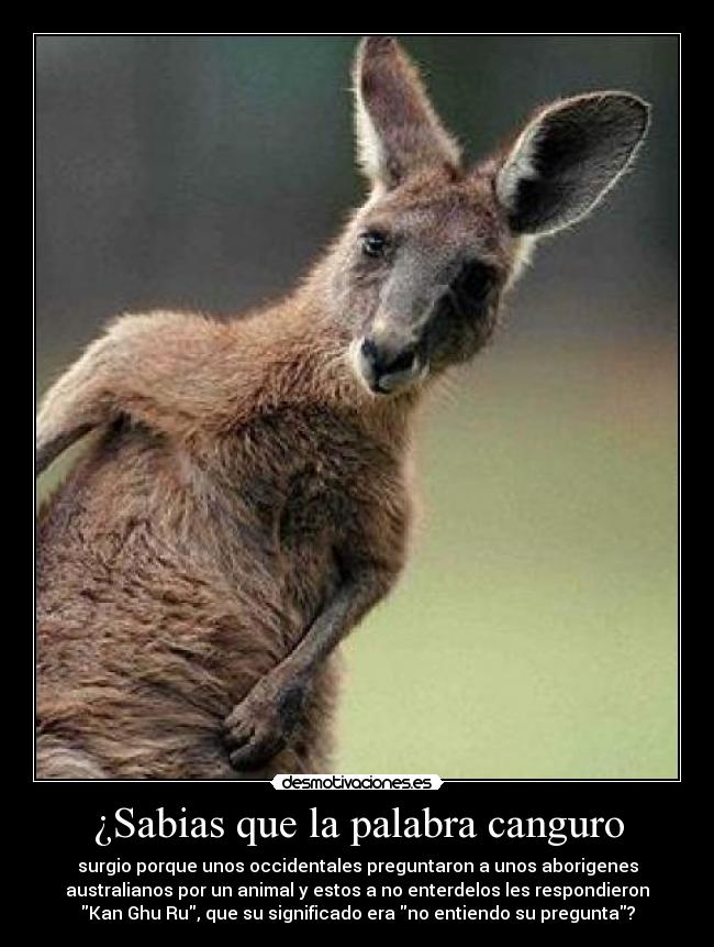 ¿Sabias que la palabra canguro - 