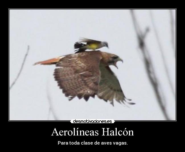 Aerolíneas Halcón - Para toda clase de aves vagas.