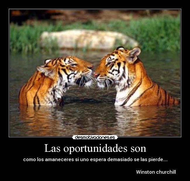 Las oportunidades son - como los amaneceres si uno espera demasiado se las pierde....

                                                                                                        Winston churchill