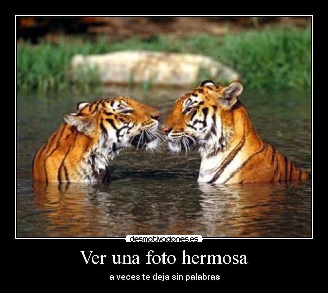 Ver una foto hermosa -