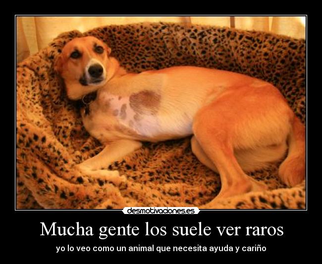 Mucha gente los suele ver raros -