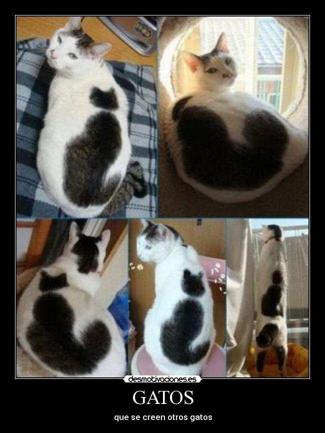 GATOS - que se creen otros gatos