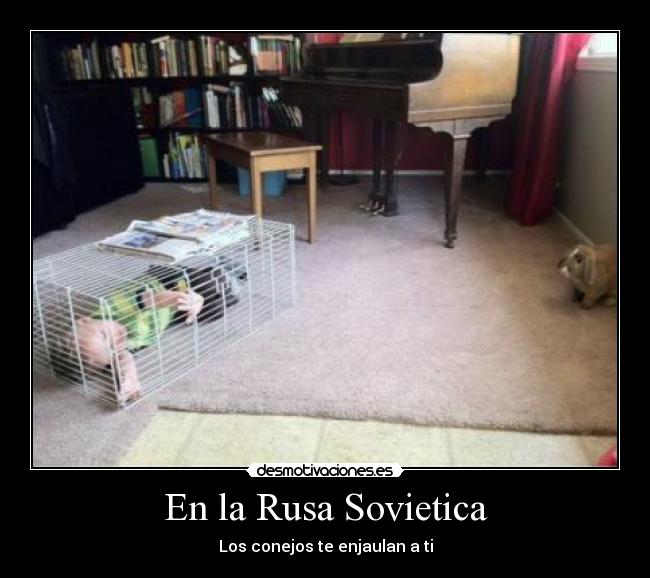 En la Rusa Sovietica - Los conejos te enjaulan a ti