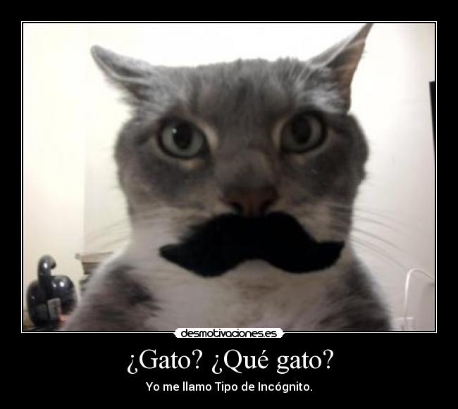 ¿Gato? ¿Qué gato? - 