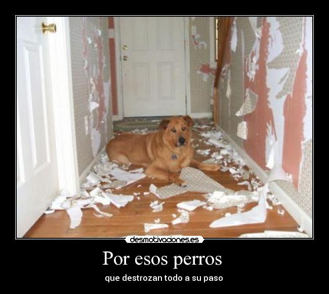 Por esos perros - que destrozan todo a su paso