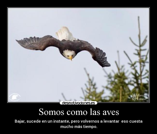 Somos como las aves - 