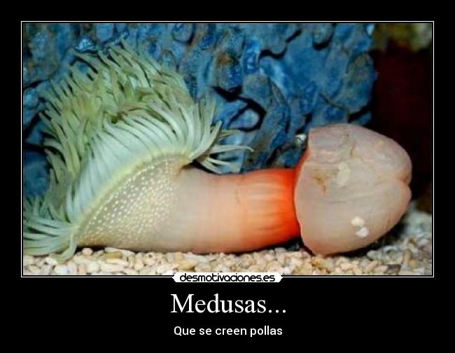 Medusas... - Que se creen pollas