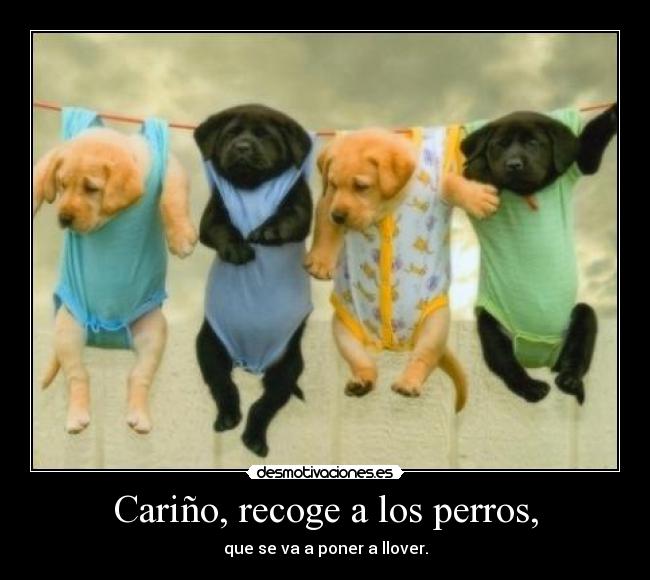 Cariño, recoge a los perros, - 