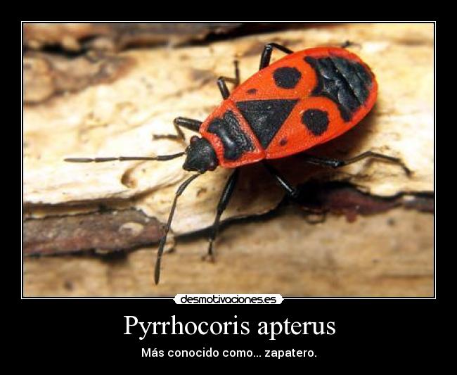 Pyrrhocoris apterus -