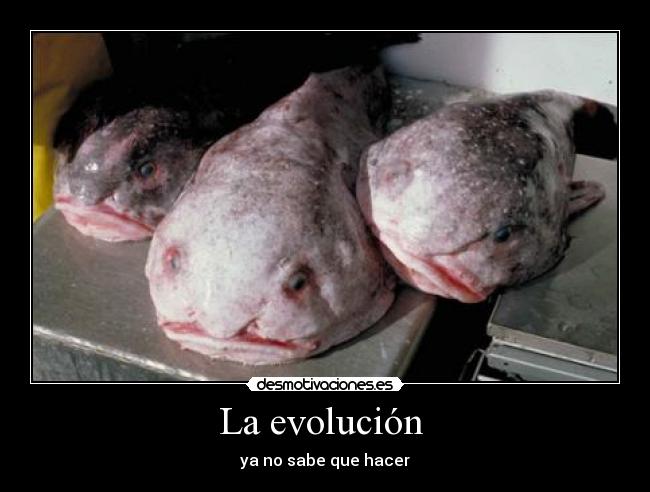 La evolución  - ya no sabe que hacer