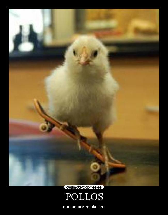 POLLOS - que se creen skaters