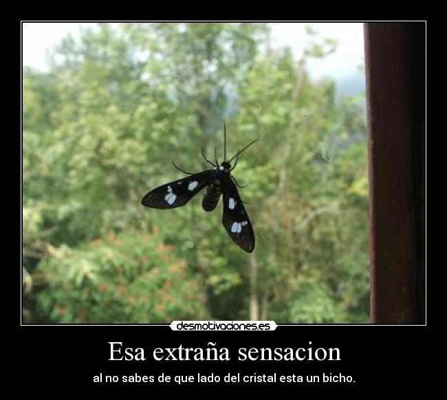 Esa extraña sensacion - al no sabes de que lado del cristal esta un bicho.
