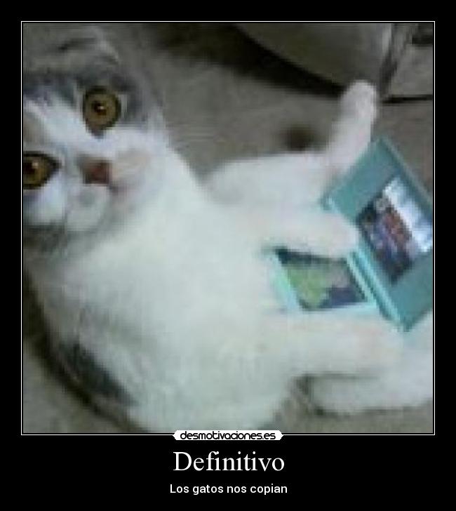 Definitivo - Los gatos nos copian