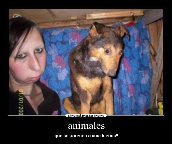animales - 