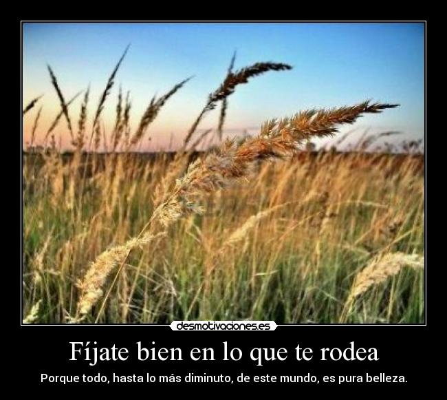 Fíjate bien en lo que te rodea - Porque todo, hasta lo más diminuto, de este mundo, es pura belleza.