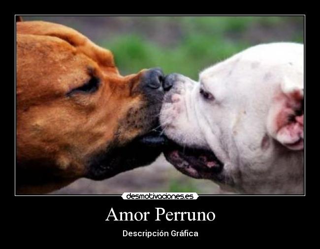Amor Perruno -