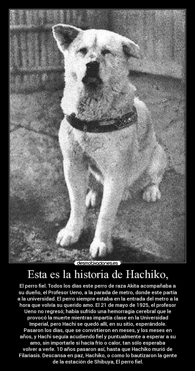 Esta es la historia de Hachiko, -