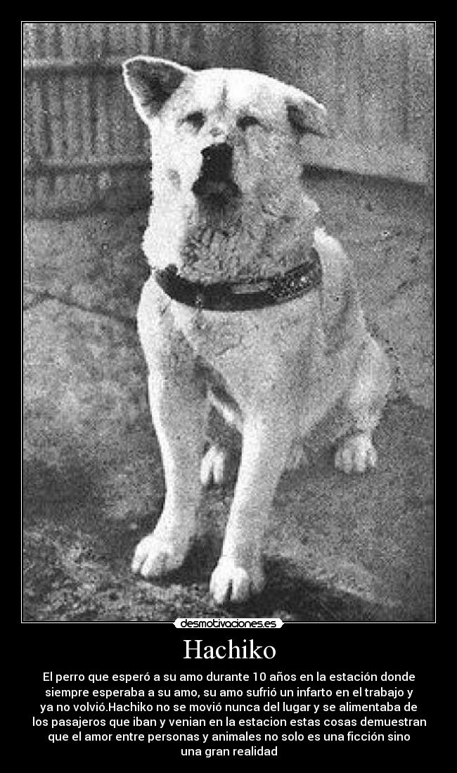 Hachiko - El perro que esperó a su amo durante 10 años en la estación donde
siempre esperaba a su amo, su amo sufrió un infarto en el trabajo y
ya no volvió.Hachiko no se movió nunca del lugar y se alimentaba de
los pasajeros que iban y venian en la estacion estas cosas demuestran
que el amor entre personas y animales no solo es una ficción sino
una gran realidad