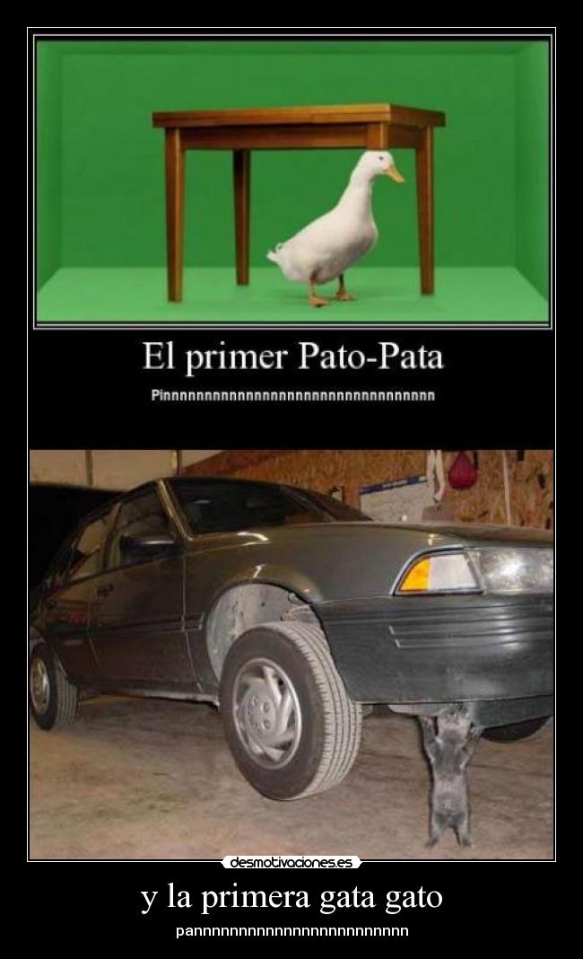 y la primera gata gato - pannnnnnnnnnnnnnnnnnnnnnnn