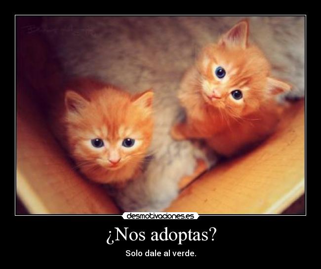 ¿Nos adoptas? - Solo dale al verde.