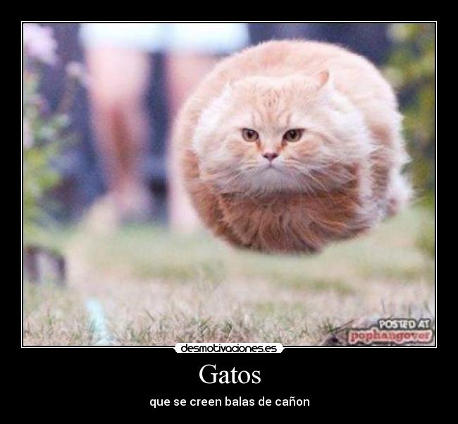 Gatos - que se creen balas de cañon