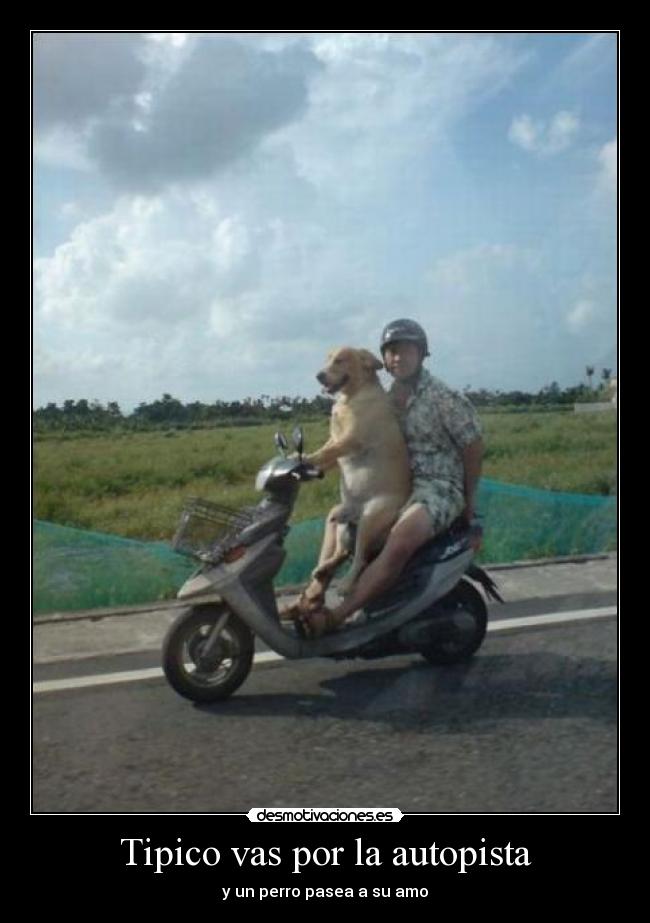 Tipico vas por la autopista - y un perro pasea a su amo