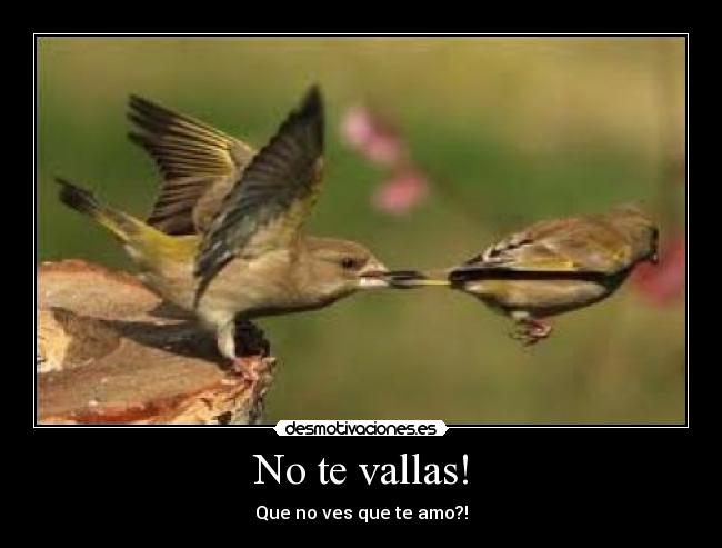 No te vallas! - Que no ves que te amo?!