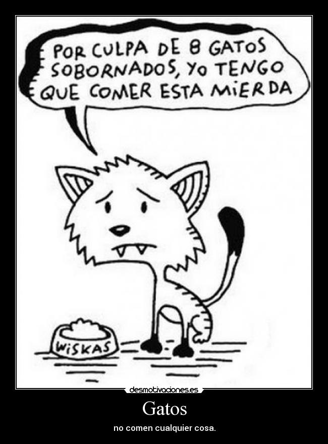 Gatos - no comen cualquier cosa.