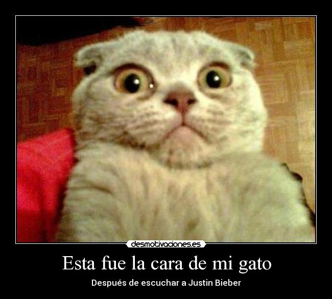 Esta fue la cara de mi gato -