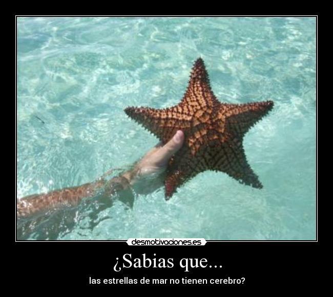 ¿Sabias que... -