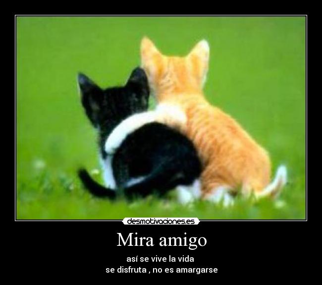 Mira amigo - así se vive la vida
se disfruta , no es amargarse