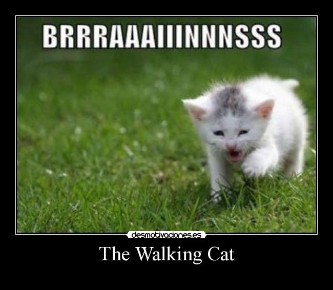 The Walking Cat -