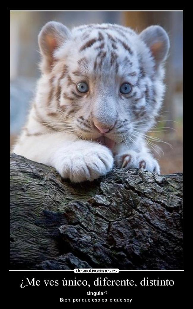¿Me ves único, diferente, distinto - singular?
Bien, por que eso es lo que soy 