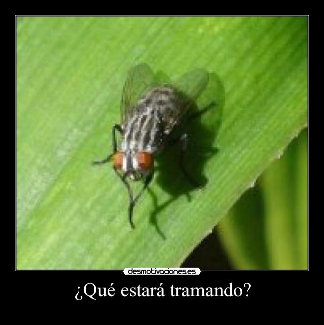 ¿Qué estará tramando? - 