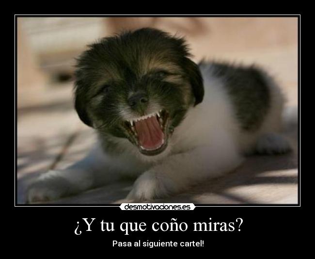 ¿Y tu que coño miras? - 