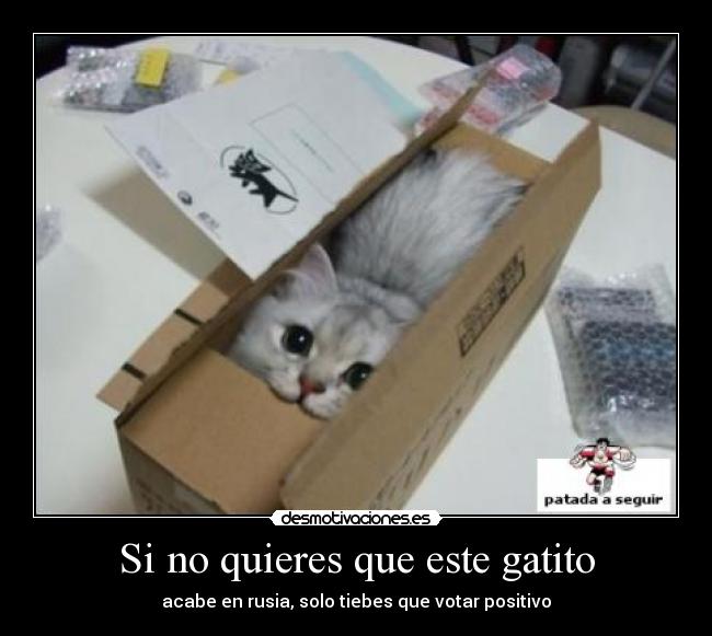 Si no quieres que este gatito -