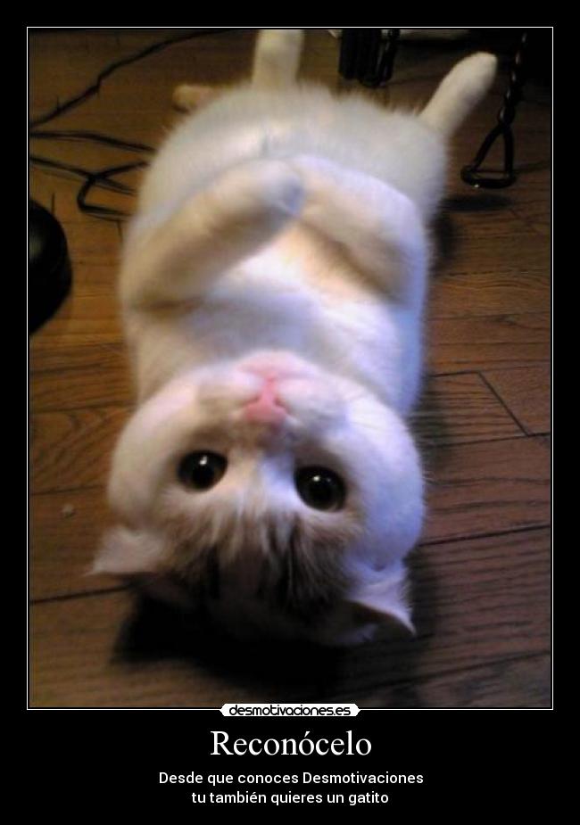 carteles reconocelo gato gatito reves desmotivaciones