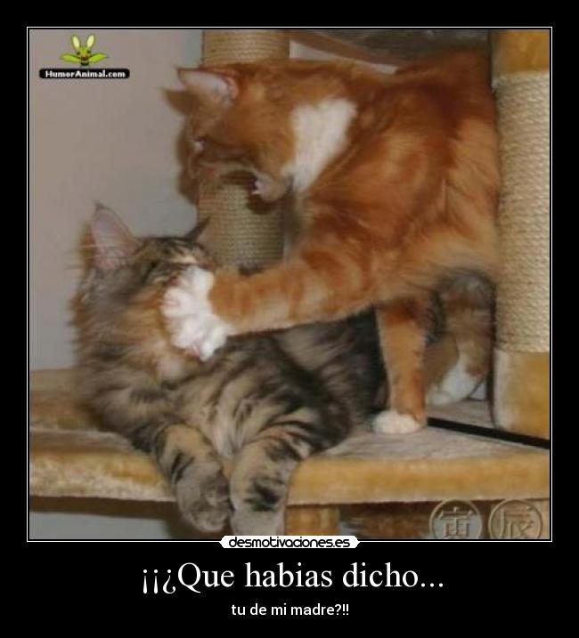 ¡¡¿Que habias dicho... - tu de mi madre?!!